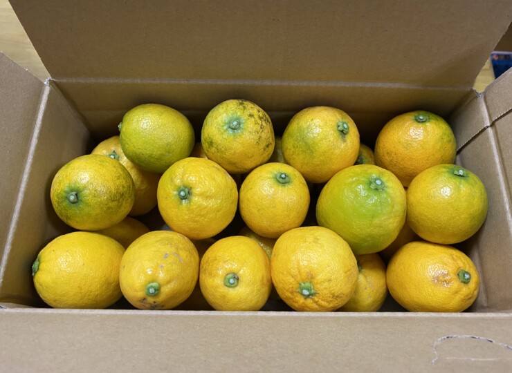 lemon2K